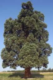 موهبة